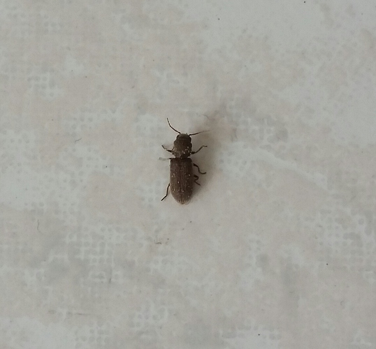 2 Wochen immer mal ein oder zwei von diesen Käfern in meiner Wohnung gefund...