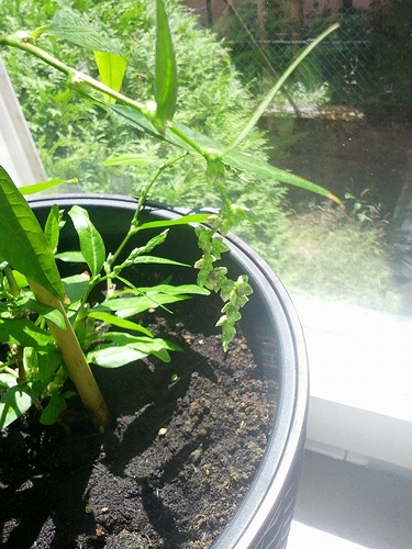 13589093_10209888824202732_951085132_o