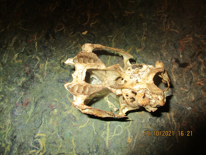 Skelett (3)