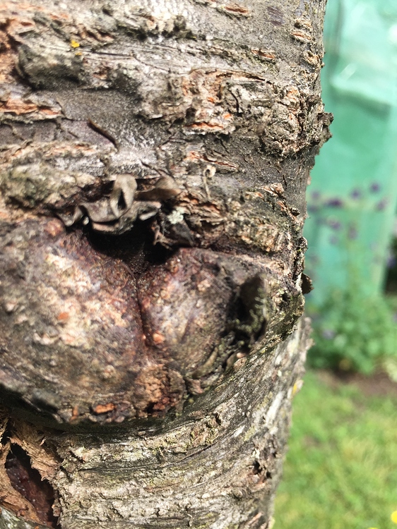 Baum Wundverschluss Baum Wundverschluss