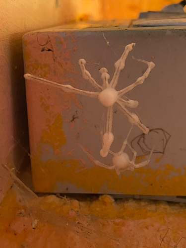Spider 1