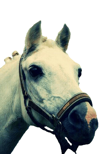 horse_white