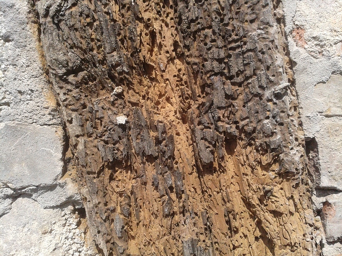 Wurm