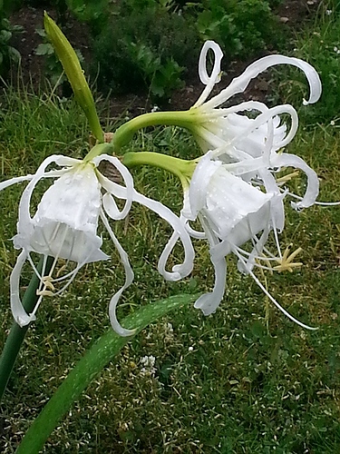 13423709_10208443681641084_8627367393716194332_n