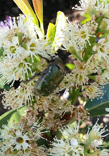 tmp_24632-IMG-20170526-WA0000-1893502815