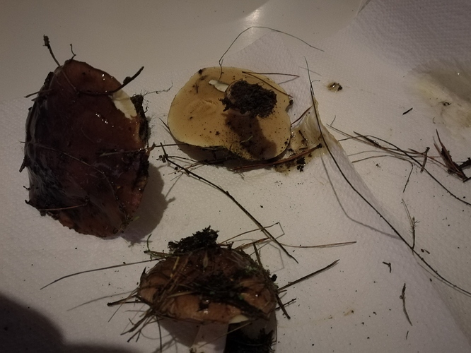 14781971779731603084217 14781971779731603084217