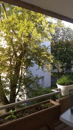 Balkon Katzensicher Machen Wer Weiss Was De