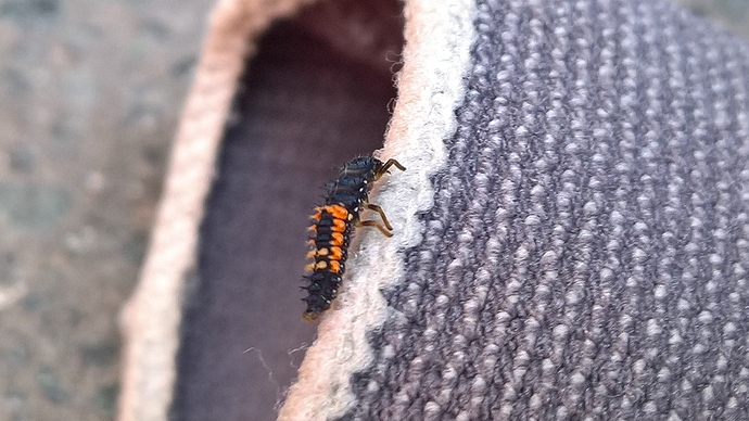 WP_20160610_13_52_33_Rich