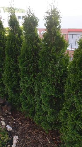 05-28-2017_09-08_1983