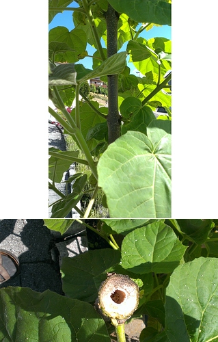 Blauglockenbaum-klein