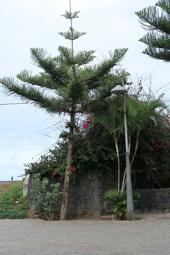 15.41 Puerto de la Cruz Baum