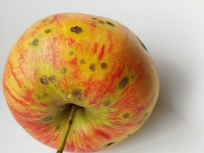 Apfel