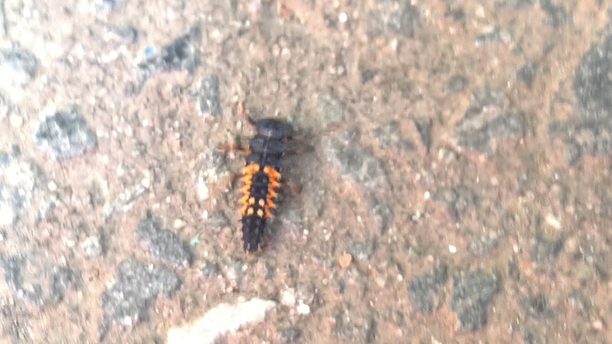 WP_20160610_13_53_09_Rich