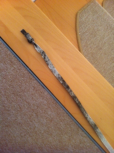 Rollladengurt