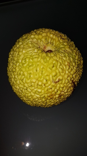 frucht