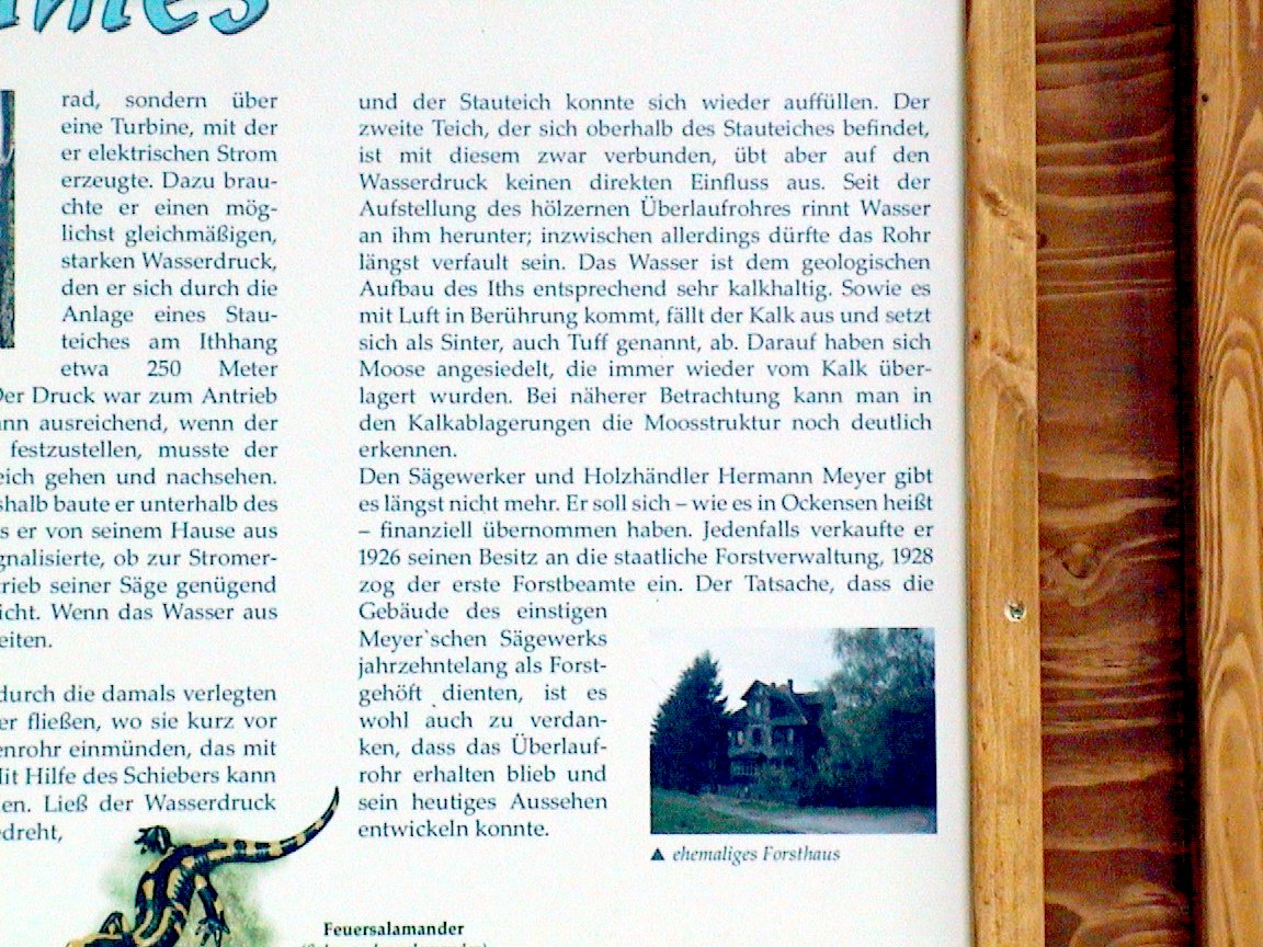 Wasserbaum_3