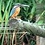 Alcedo_attis