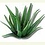 aloevera