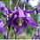 Aquilegia_Alpina_e3d5d3