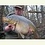 CarpNRG