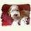 cockerpoo_sh