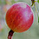 gooseberry
