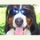 moppel_b
