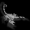 scorpion_6571c6