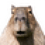 Susanne_Rintelen